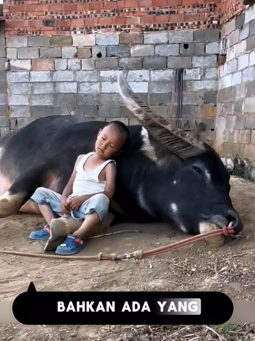 🐃 Kerbau, Si Raksasa Jinak yang Bikin Hati Meleleh Jangan salah kira, kerbau bukan cuma jago bajak sawah. Mereka ternyata bisa jadi “peliharaan raksasa” yang manja, penuh kasih, dan super jinak. Dari nurut sama perintah, sayang anak-anak, sampai hobi nyebur ke air biar adem—kerbau emang bikin gemas! 🥰 #KerbauJinak #FaktaUnik #HewanLucu #KerbauAir #PeliharaanRaksasa 