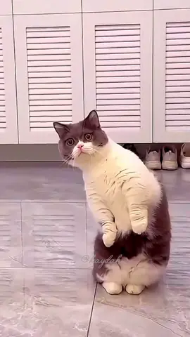 funny cats🐾 funny pets🐾 funny moments 🐾