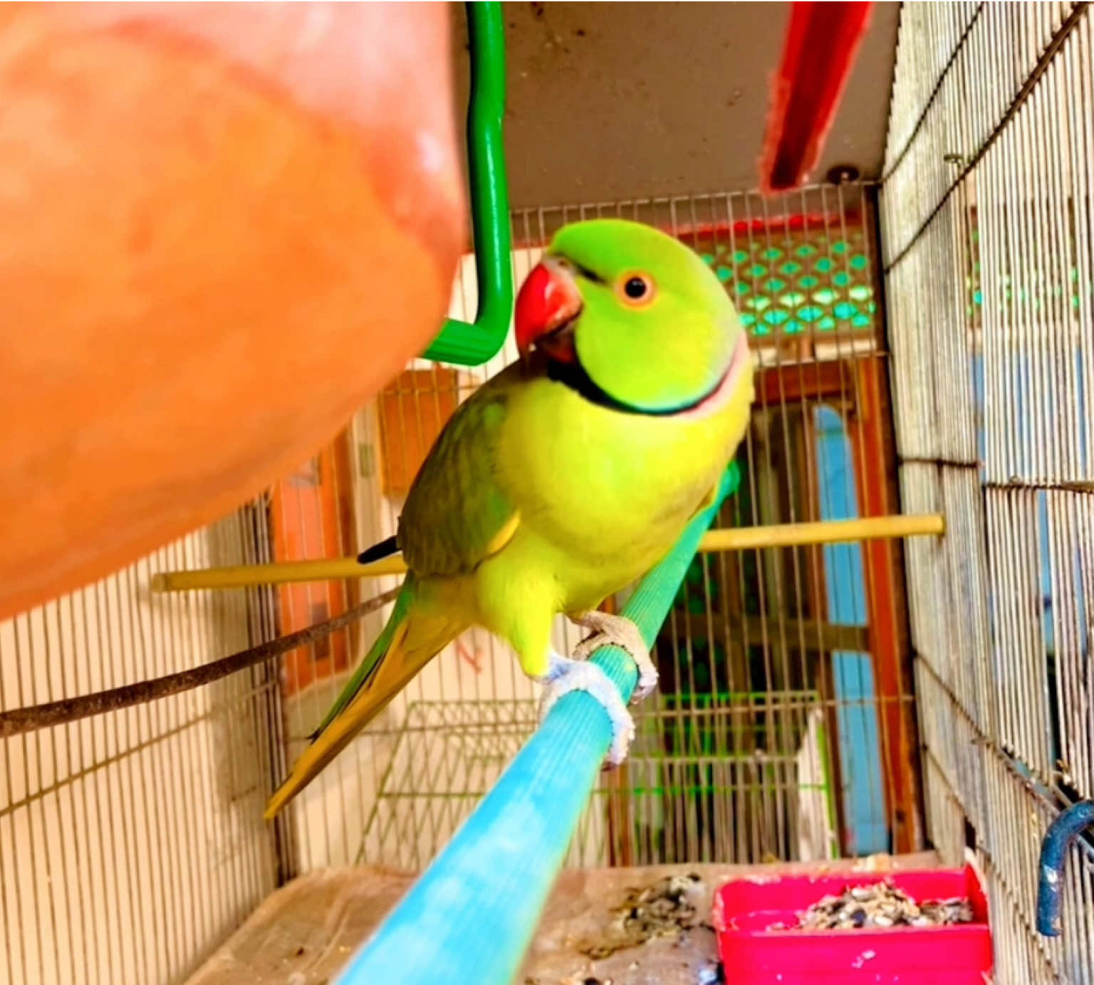 Male ringneck parrot #tiktok #parrot #bird #foryoupage 