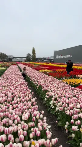 💜💜 #tulip #giethoorn #foryou 