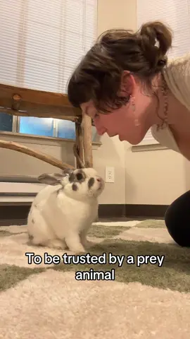 Lil Fizz #rabbit #bunny #freeroambunny #bunnies #rabbitsoftiktok 