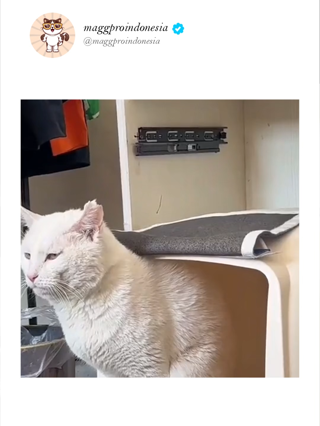 tutorial mengatasi bau kotoran kucing di litter box. #fyp #fypage #fyppppppppppppppppppppppp #catsoftiktok #kucinglucu