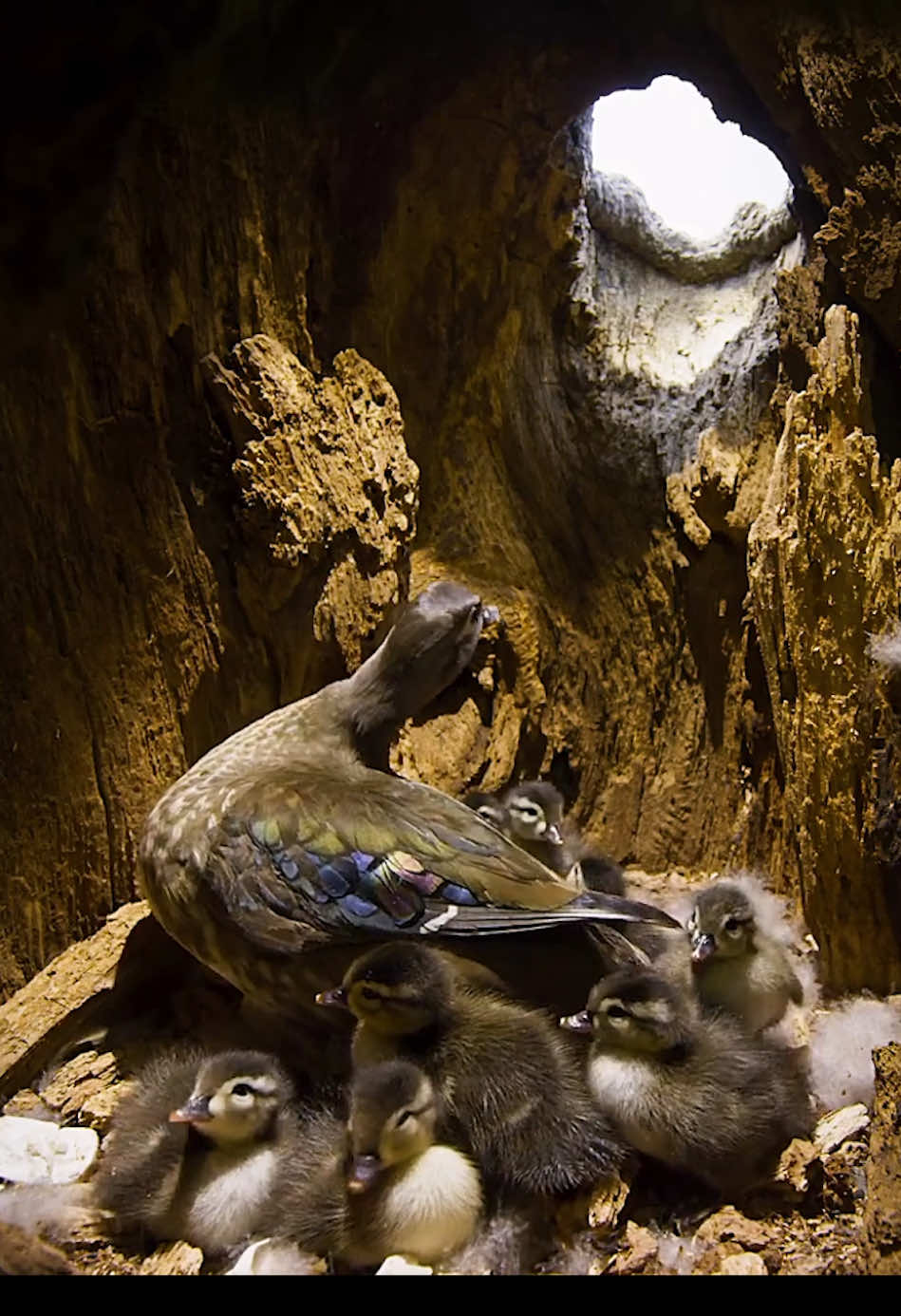 A monumental leap of faith.  #nature #amazinganimals #animalworld 