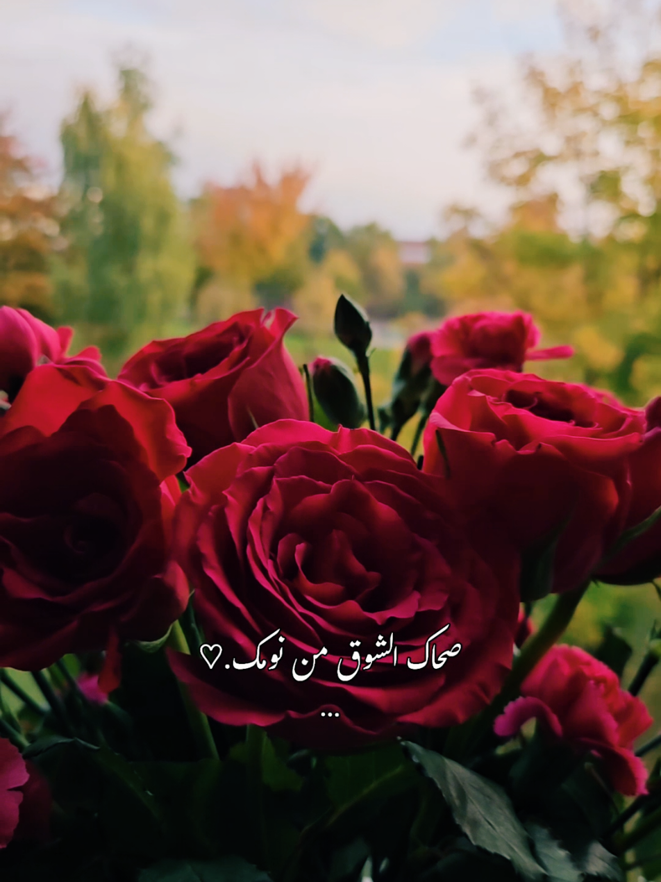#CapCut #_sham_sy777 #صباحياتي🌸🎼 #शुभबिहानि_सबैमा🙏🌺🌹☕️ #موال_عتابا_موسيقى_فن_طرب_فضل_شاكر👑🎶_صحاك_الشوق🌹☕️