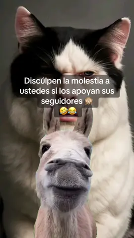 #seguidores #flypシ #viral 