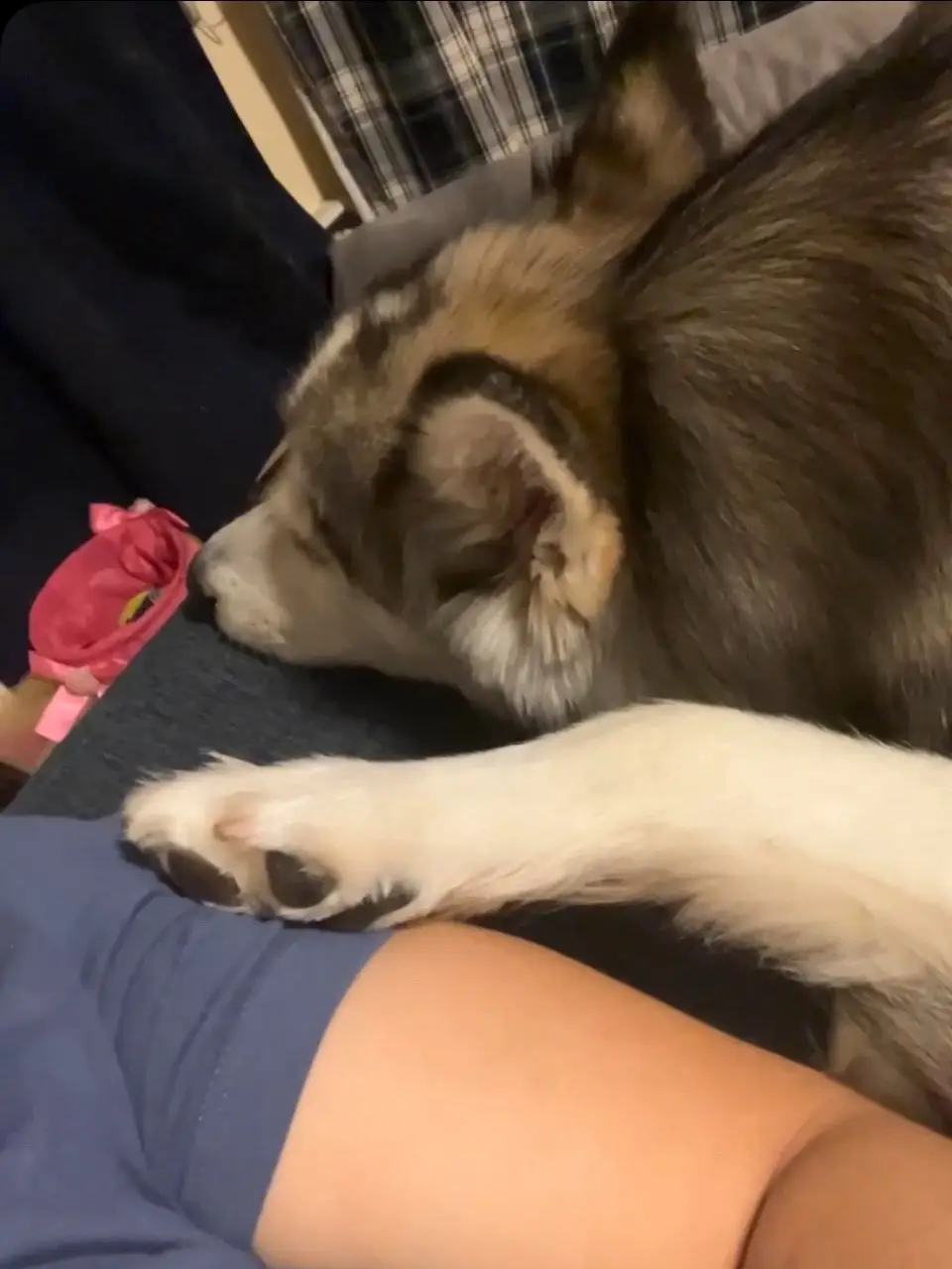Just a paw- no more mom! #husky 