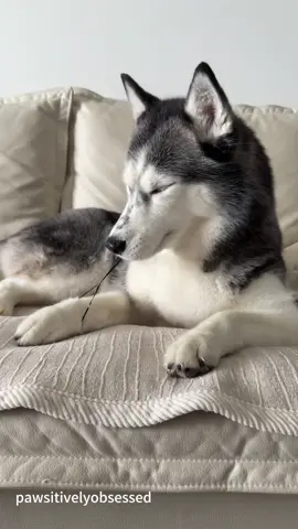My dog doesn’t seem very smart.😑 #dog #dogsoftiktok #fyp #foryou #funnydog   
