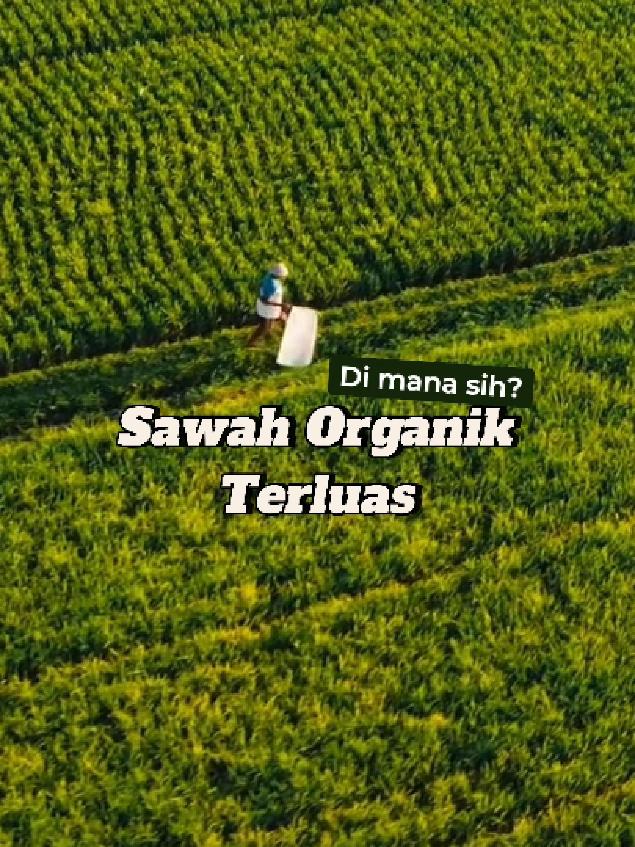 Dulunya jadi kebanggaan, tapi lahan sawah organik yang luas ini semakin mengecil karena berbagai tantangan Kali ini, kami ingin menjadikan pertanian organik terutama pada komoditas padi lebih menarik bagi para petani muda. Kami ingin menghidupkan kembali Magelang untuk masa depan pertanian Indonesia yang lebih baik 🌾👨🏽‍🌾 Tunggu cerita selanjutnya tentang proyek demplot kami di sini! #pourtein #pertanianorganik #precisionfarming #petanimuda #pertanianregeneratif