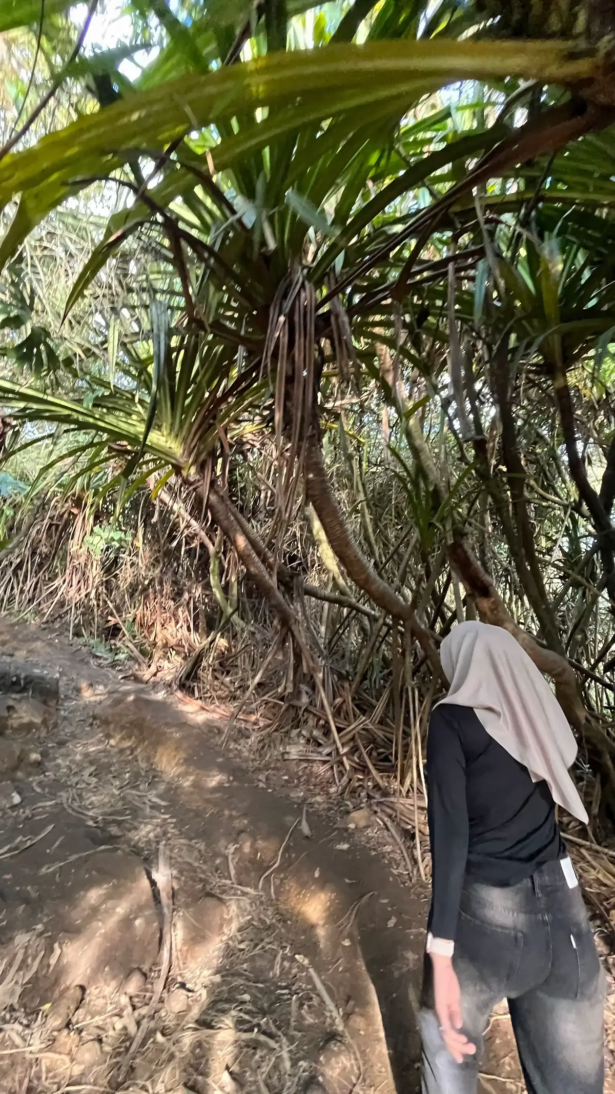 #sibayak2212mdpl 