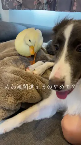 何でそんなに平気そうなの？ #犬のいる生活 #犬のいる暮らし #犬動画 #犬 #ボーダーコリー #コールダックのいる生活 #コールダックのいる暮らし #コールダックの日常 #コールダック #アヒル #力加減間違える犬 #絶対やめて？ #されるがままのアヒル