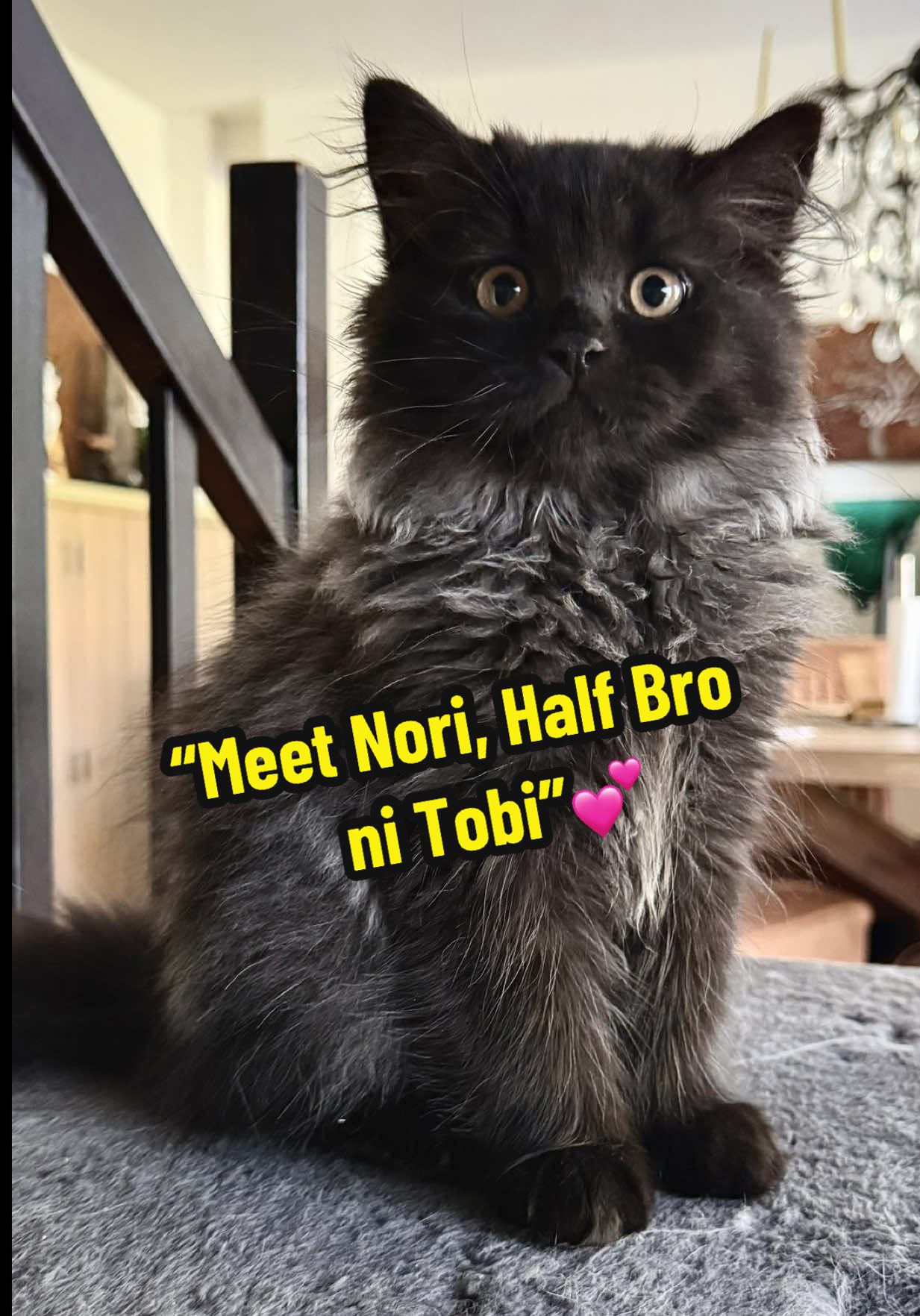 Addition family member  dito sa Foodtruck ni Arci, Nori 🐈‍⬛ | #furmom #petlover #catlover #cat 