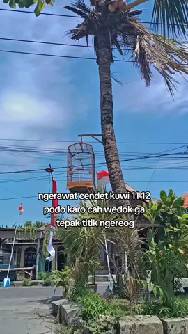bener pora cah #lombaburung #masteran #cendetjatim #cendetmaniaindonesia #kicaumania 