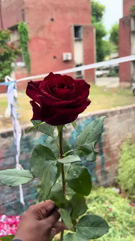 Imported red roses  03087754606 place your order on WhatsApp Same Day delivery Available all over Lahore  #floristlahore🌹 #sendflowerslahore #flowerdeliverylahore #flowershoplahore #bouqet #flowerboquetdelivery #samedaydelivery #plzunfrezemyaccount #plzviral🥺🥺🙏🙏foryoupage #grouth_my_tiktok_account #lahore #eventsdecore #100kfollowers #100kviews #foryoupage #plzzdontunderviewmyvideo 