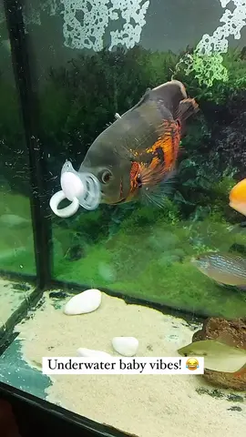 😆😆😆 #sillyfish #fishtank #aquaticpets #pacifierfishy #amusingaquarium lol 😆 