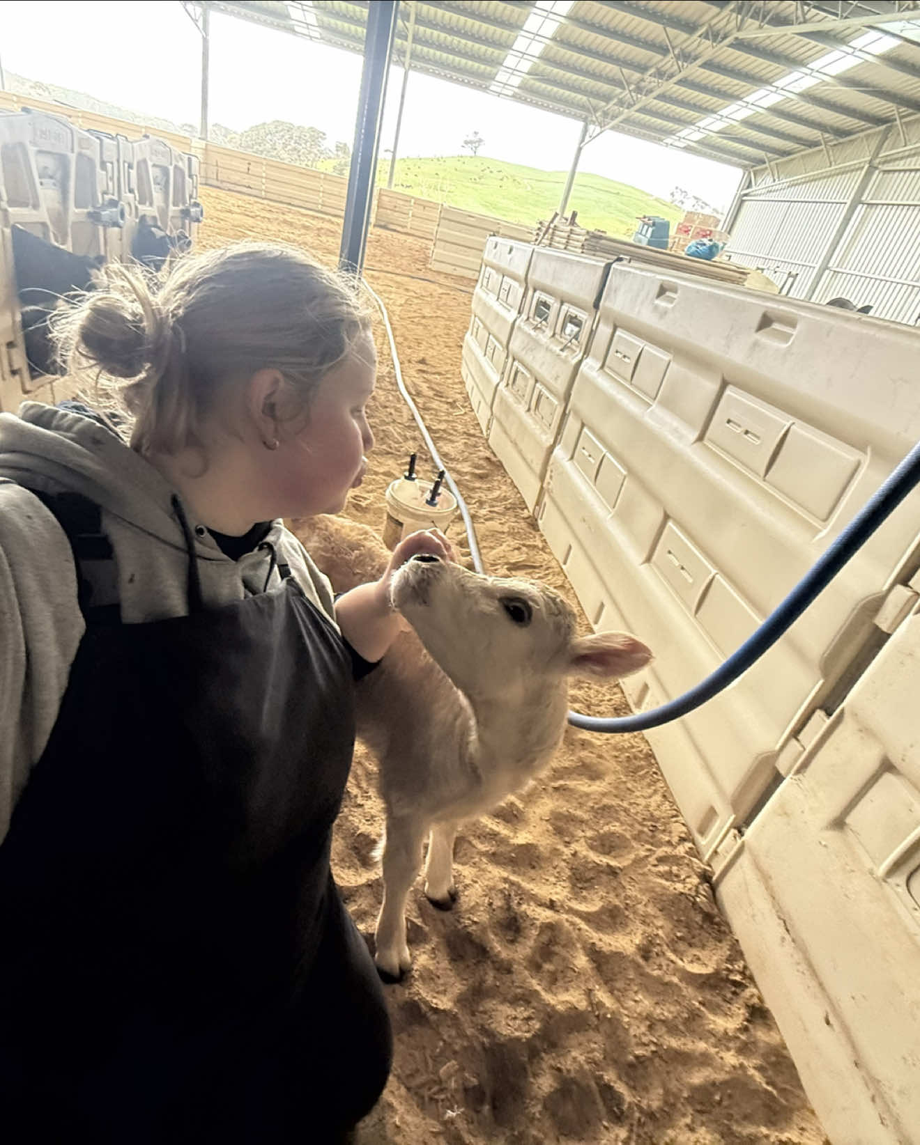 Come feed some calves with me. Calving season in full bloom. Can’t forget the lil helper bae #heifers #cowtok #calving #calfshed #feedingtime 