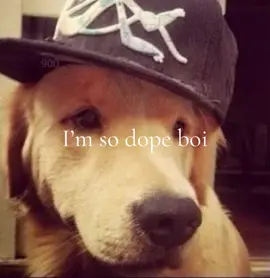 #fy #foryou #blowup? #perros #dumbahh 