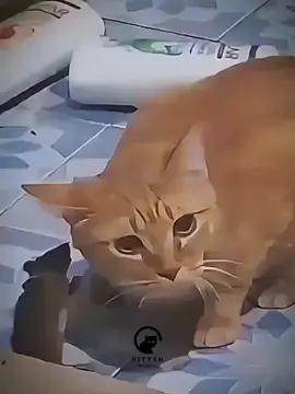 cats can't work!#cat #cutecat #kitten 