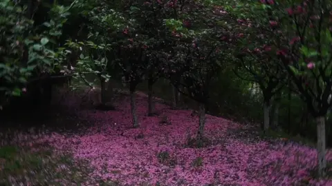 “Cái gì quan trọng thì không được vội vã “ #xuhuong #viral #flowers #fyp #foryou 
