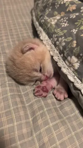 💤 #cat #catbaby 