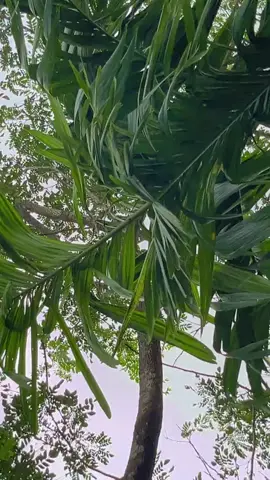 #သီချင်းကလဲမြန်တာမနဲလိုက်ကနေရတယ်🤭#မြင်ပါများပီးချစ်ကျွမ်းဝင်အောင်လို့💞💞 #fyppppppppppppppppppppppp 