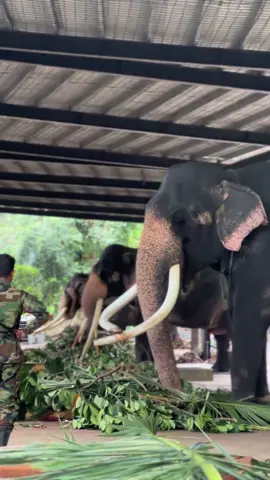 කතරගම වාසනා #srilanka #katharagamawasana #elephant #king #wasana 