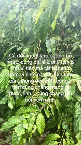 Cuộc đời này tự hỏi tất bật hơn thua đổi lại được j 