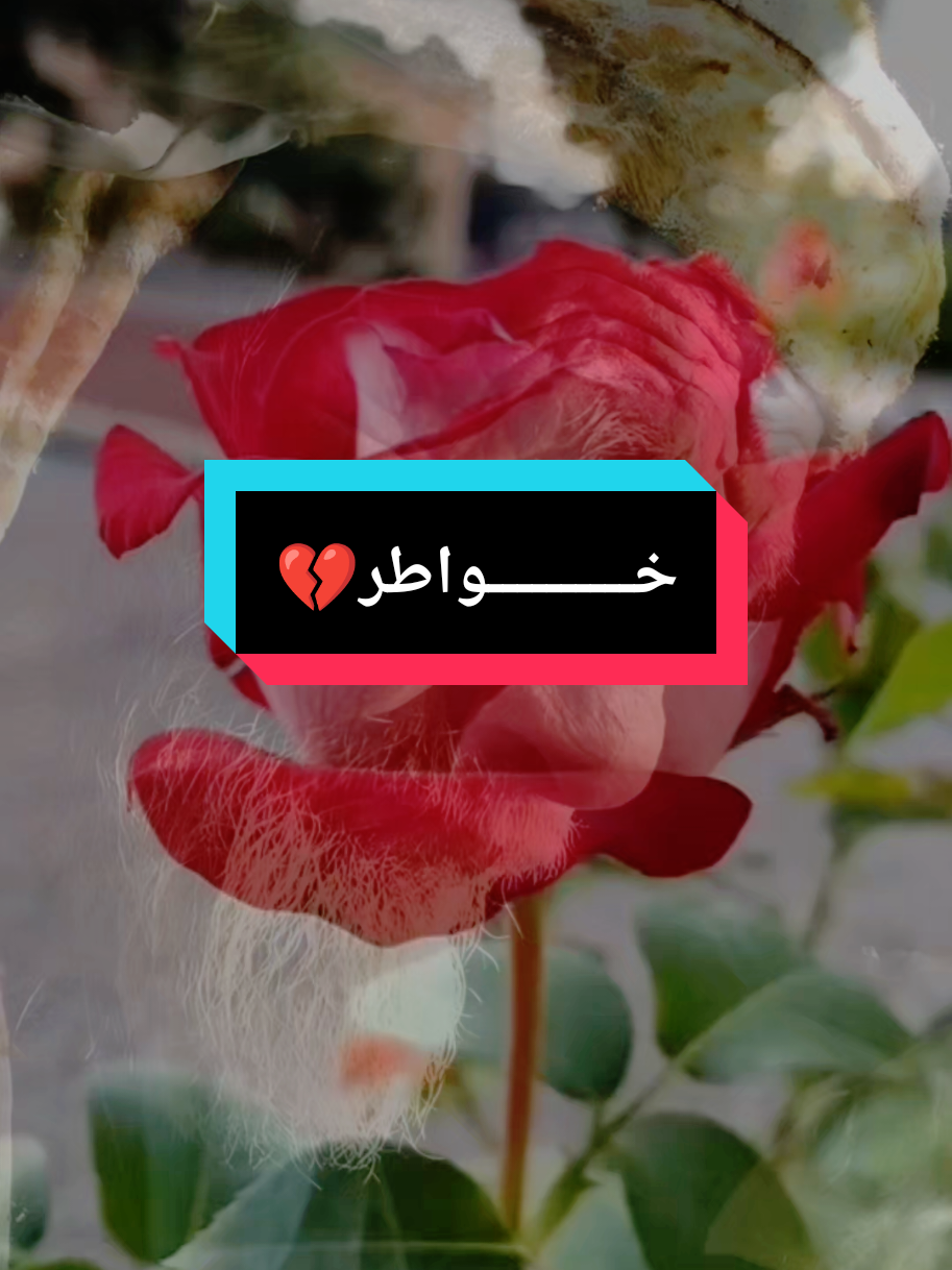 #خــــــــــواطر💔 #criadordeconteudo #