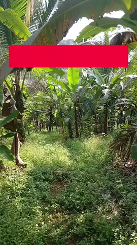 Kegiatan hari ini #Petanimuda #ketapang #viral