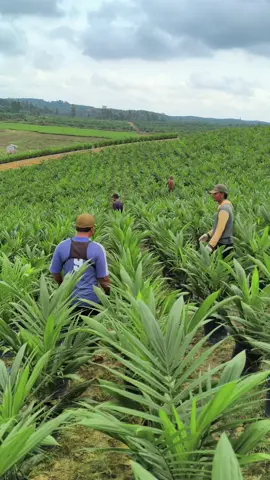 Kalimantan ngumpul sini dong 🤭 #fyp #foryoupage #sawit #sawitontiktok #nursery #pembibitan #kuli #perkebunansawit