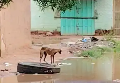 #سودانيز_تيك_توك_مشاهير_السودان🇸🇩 #الشعب_الصيني_ماله_حل😂😂 