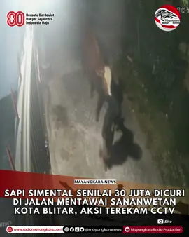 Seekor sapi simental senilai sekitar 30 juta yang dirawat warga Jalan Mentawai Sananwetan Kota Blitar hilang dicuri maling Rabu dini hari. Aksi pencurian itu terekam kamera CCTV dan kini polisi masih melakukan penyelidikan. Sapi itu milik H. Sukri - Pengasuh Ponpes Hidayatullah sekaligus Ketua FKUB Kota Blitar yang dititipkan di rumah Jumali (60 tahun) - warga Jalan Mentawai Sananwetan untuk dirawat sebagai persiapan qurban tahun depan.  Sapi itu sudah hampir dua bulan berada di sana. Namun pada Rabu 27 Agustus dini hari sekitar jam  03.00 sapi itu raib dari kandang. Sriyadi laki-laki 47 tahun anak Jumali mengatakan, sang ayah baru menyadari sapi itu hilang sekitar jam 05.30 pagi saat hendak diberi makan.  Awalnya dikira sapi lepas ikatan, namun setelah ditelusuri jejak kaki dan kotorannya mengarah ke jalan sekitar 400 meter dari rumah hingga terindikasi sapi itu dibawa orang tidak dikenal. Meski lingkungan rumahnya berada di kawasan padat penduduk, saat kejadian tidak ada warga yang melihat atau mendengar suara keributan.  Sementara dari rekaman CCTV milik warga, terlihat seorang laki-laki mengenakan jaket hitam dengan kepala tertutup menuntun sapi sendirian dan diduga sapi itu dinaikkan ke kendaraan yang sudah menunggu di jalan lain. Sriyadi menduga pelaku bukan warga sekitar dan sudah lebih dulu melakukan survei sebelum beraksi. Sementara itu Kapolsek Sananwetan - AKP Huwahila Wahyun Huwa membenarkan adanya laporan pencurian sapi itu dan kini masih dalam penyelidikan. Polisi juga telah melakukan olah TKP, memeriksa tiga orang saksi dan menduga pelaku pencurian lebih dari satu orang. Reporter : Nindy #radioblitar #radiomayangkara #PencurianSapi #SapiSimental #BlitarTerkini           