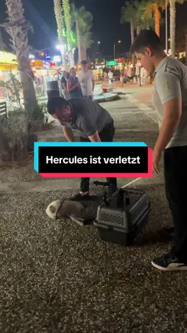 Hercules hat eine Verletzung an der Hinterpfote. Er humpelt ganz doll und er ist scheu. Ich habe ihn gestern mit langer Geduld geschafft ihn zu fangen. Nun wird er behandelt und kastriert. #cat #catsandgold #kitten