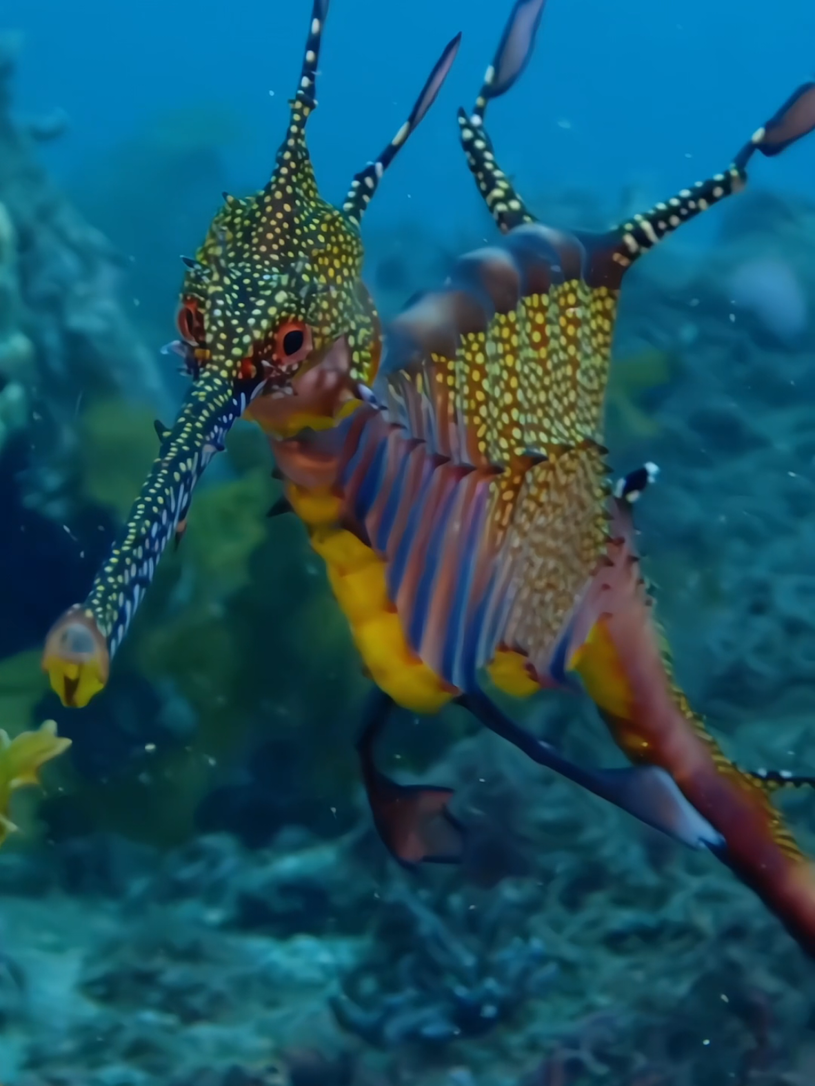 #exotic #relaxing #ocean #fish #sea 