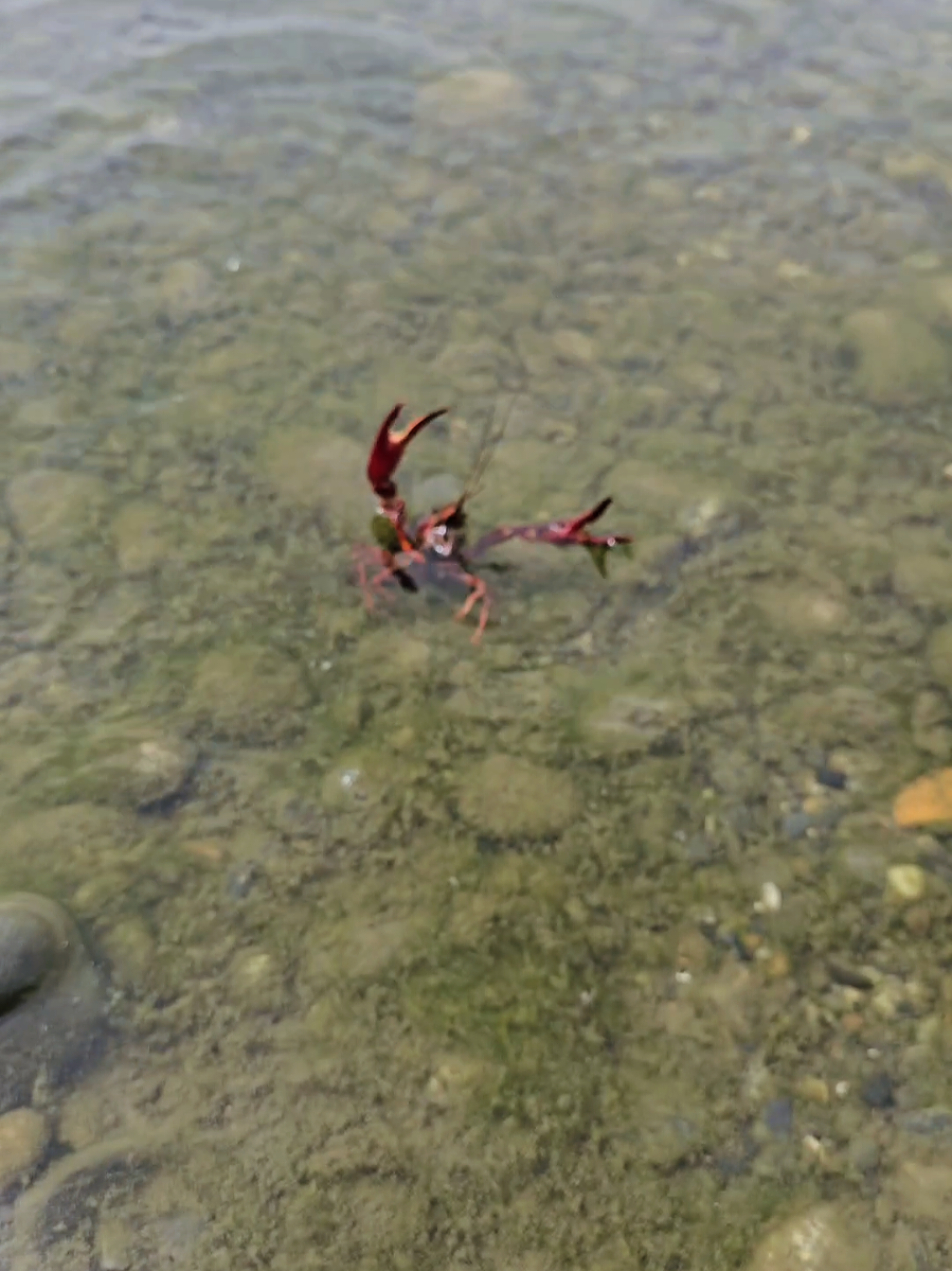 bye amigo #fyp #pourtoi #explore #pov #fish 