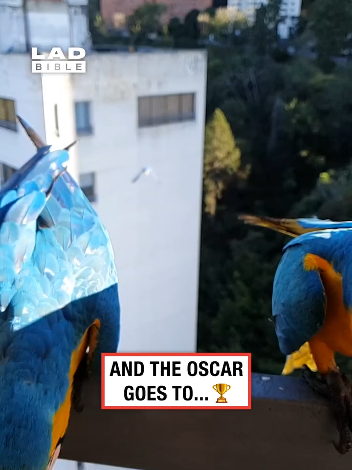 The most dramatic award goes to... 🤣 (🎥: ViralHog)
