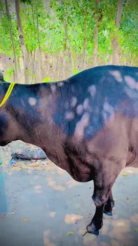 🖤🐄 For sale 🐄🖤5 months pregnant hia price 310000 #support #foryoupage #viralvideo 