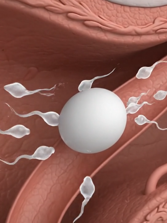 Anatomy of reproductive system#anatomy #viral #foryou#human#healthylifestyle 