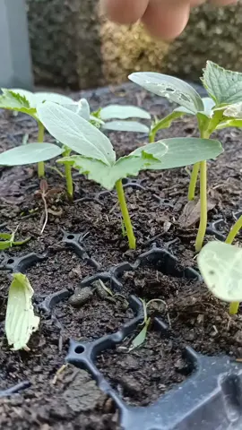 grafting techniques vegetables grafting #grafting #farming #agriculture #satisfying #fyp 