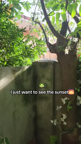 #frog #fyp #sadmeme #meme #sunset 