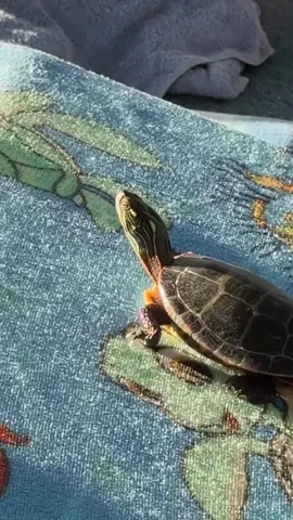 Sergio💚🐢 #sergioturtle