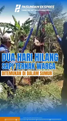 Setelah dua hari hilang, seekor sapi ditemukan di dalam sumur di Kampung Nenggeng Desa Ganda Soli, Kecamatan Tanjungsiang, pada Rabu (27/8/2025).  Komandan Regu Penyelamatan Pleton A Damkar Subang, Cucu Suherman mengungkapkan, pemilik sapi peternakan di lingkungan Pesantren Atauhid melaporkan dirinya kehilangan satu ekor sapi betina selama dua hari, pada Selasa (26/8/2025) pukul 07.00 WIB. Usai pencarian, ternyata sapi tersebut ditemukan di dalam sumur pembuangan kotoran sapi sedalam 10 meter. Untungnya, kondisi sapi masih berada dalam keadaan hidup. Selain itu, jarak dari kandang ke sumur berjarak kurang lebih 20 Meter jauhnya.  Diketahui, warga sempat mencoba untuk melakukan penyelamatan sendiri secara kolektif, namun karena berat bobotnya yang berkisar sekitar 3 kwintal itu ternyata lebih berat dari yang mereka duga, sehingga warga memutuskan untuk meminta pertolongan Damkar Subang.  – Follow @pasundanekspres_news untuk info dan berita terkini lainnya! #pasundanekspres #subangupdate #subanginfo #damkarsubang