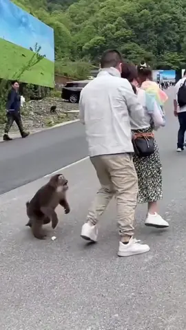 Monkey attacks #monkey 