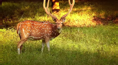 I might make a owl version of this later 🥳 #deer #doe #animal #fyp #viral 