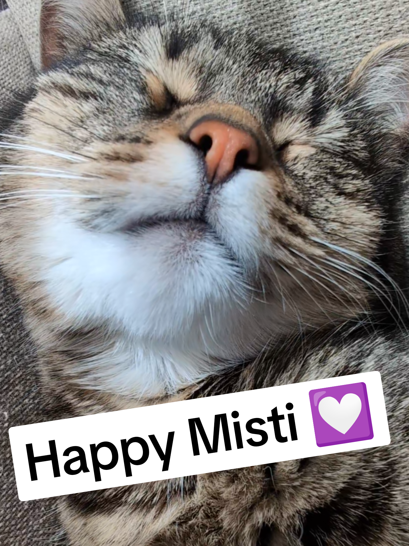 Happy Fluffy Misti Furrsday 💤💟💝💟💤 #cat #catsoftiktok #fyp #viral 