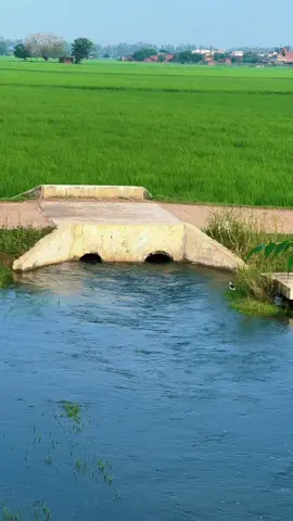 Todays visit #foryoupageofficiall #viralvideo #flood #rehmanmani28 