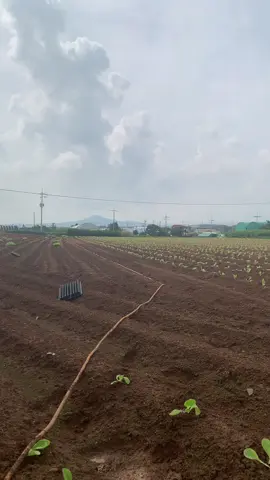 Một ngày đi làm vội vã #laodongthoivu ##xuhuongtrieuview 