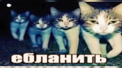 тгк: сайка пакостит МЕТАЛЛИЧЕСКИЕ МЕМЫ!!!!!!!!!!11#смешно #мемы #база #реки #озвучка 