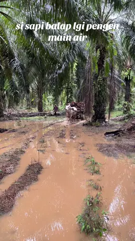 perjuangan yg tdk mudah...slm langser sawet pesisir brt