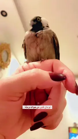 #بلابل_العراقيه   