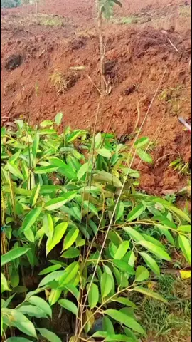 Mulai Tanam-Tanam Kebun Durian Cikatomas Kabupaten Tasikmalaya. Bismillah, Alhamdulillah. #fyp #foryou #kebundurian #kebunduriancikatomas #serasani 